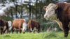 EU: Production declines across beef, sheep and pork meat to 2035